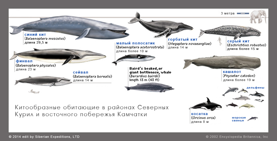 Сколько кит размер. Отряд китообразные систематика. Систематика синего кита. Голубой кит максимальная длина. Систематика китообразных схема.
