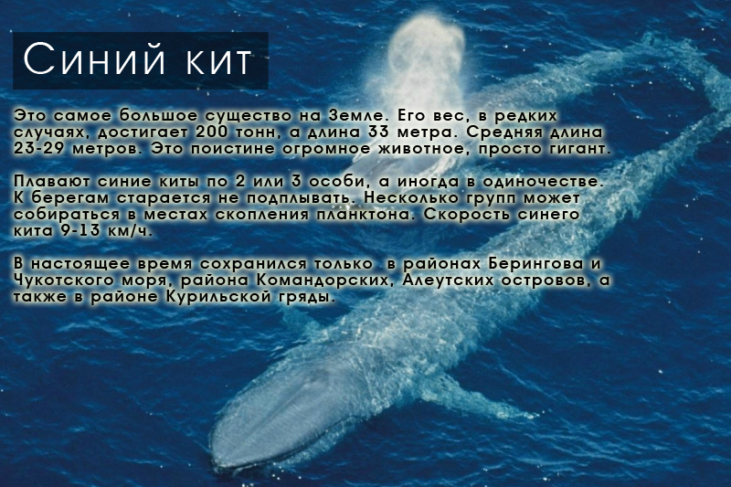 Стих про кита. Фразы о китах. Высказывания о китах. Высказывания про китов. Стихотворение про китов.