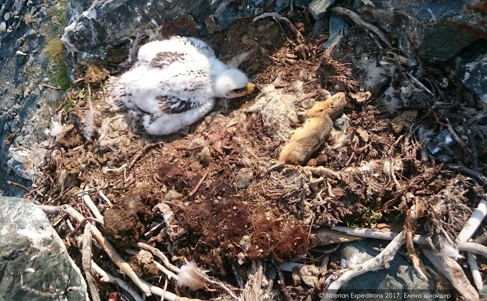 Горный Алтай, Елангаш. Гнездо степного орла.