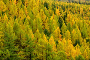 Осенний Алтай, желтые лиственницы